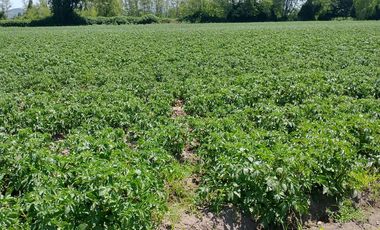 Venta Espectacular Terreno Agrícola de 30 Hectáreas en Comuna de San Javier