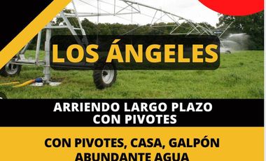 ARRIENDO CAMPO LOS ANGELES - 350 HÁ LARGO PLAZO  CON PIVOTES