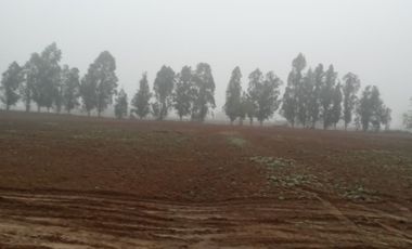 2024/516 VENTA PARCELA DE 1 HA  SAN CLEMENTE