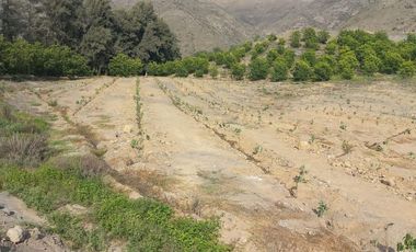 Venta de terreno agrícola de 19 hectáreas en Supe Barranca