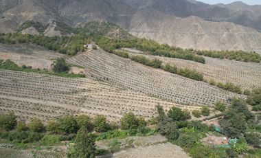 Venta de terreno agrícola de 18 hectáreas en Supe Barranca