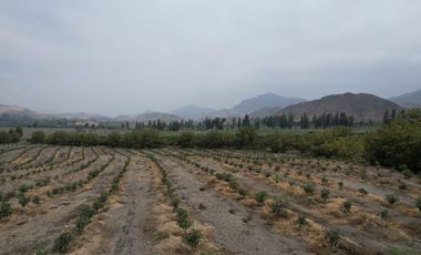 Venta de terreno agrícola de 19 hectáreas en Supe Barranca