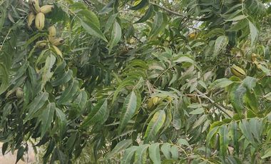 Venta de terreno agrícola de 19 hectáreas en Supe Barranca