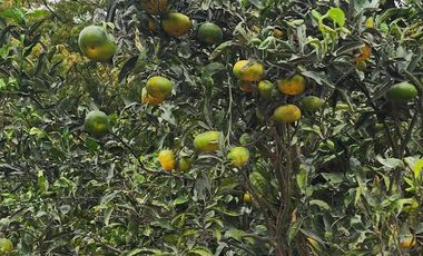 Venta de terreno agrícola de 19 hectáreas en Supe Barranca