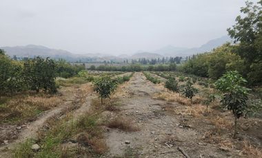 Venta de terreno agrícola de 19 hectáreas en Supe Barranca