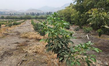 Venta de terreno agrícola de 19 hectáreas en Supe Barranca