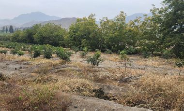 Venta de terreno agrícola de 19 hectáreas en Supe Barranca