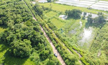 Land in San Kamphaeng for Sale