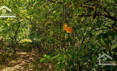 Venta de Propiedad con Casa Antigua y Amplios Jardines – Mineral del Chico, Hidalgo