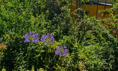 Venta de Propiedad con Casa Antigua y Amplios Jardines – Mineral del Chico, Hidalgo