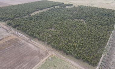 Campo en Venta en Ramon Santamarina, Buenos Aires