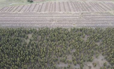 Campo en Venta en Ramon Santamarina, Buenos Aires