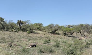 EN VENTA 11 HECTÁREAS EN LOS SABINOS EN ATOTONILCO EL GRANDE