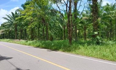 25 rai with palm plantaion next to the main road for sale in Takua tung, Phangnga