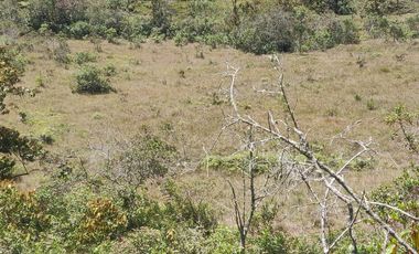 Venta Finca Agrícola y Ganadera Concepción Antioquia