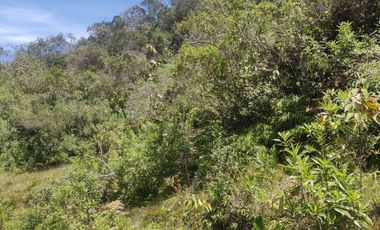 Venta Finca Agrícola y Ganadera Concepción Antioquia