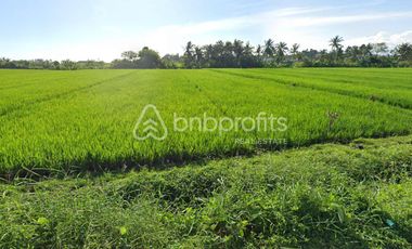 Unveil Tranquility: Expansive Land in Kedungu, Bali – Your Oasis of Possibilities!