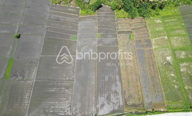 Unveil Tranquility: Expansive Land in Kedungu, Bali – Your Oasis of Possibilities!