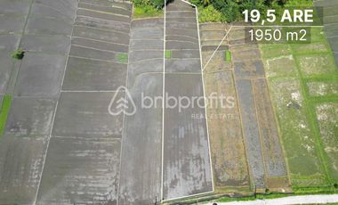 Unveil Tranquility: Expansive Land in Kedungu, Bali – Your Oasis of Possibilities!