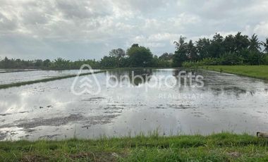 Unveil Tranquility: Expansive Land in Kedungu, Bali – Your Oasis of Possibilities!
