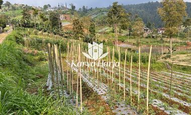 Tanah 2200m2 Dikelilingi Kebun Teh Kemuning