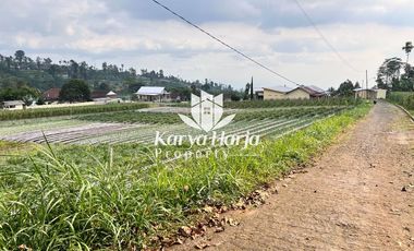 Tanah 2200m2 Dikelilingi Kebun Teh Kemuning