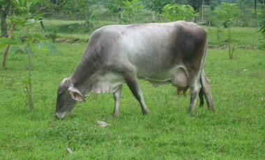 Finca, Acacías, Meta