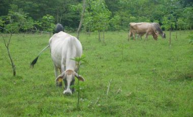 Finca, Acacías, Meta