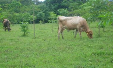 Finca, Acacías, Meta
