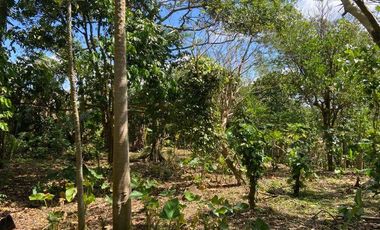Farm Lot for Sale in Mangas Alfonso, Cavite