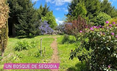 Parcelas en venta en Río Negro dentro de un Campo de Arándanos