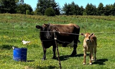 Parcelas en venta en Río Negro dentro de un Campo de Arándanos