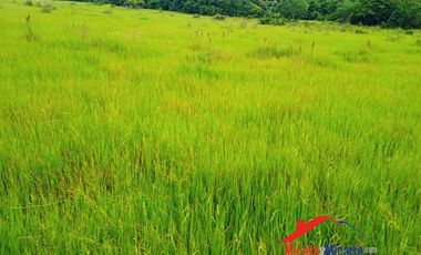 Finca en Venta en Paz de Ariporo Casanare