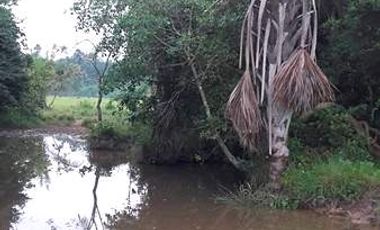 Finca en Venta en Paz de Ariporo Casanare