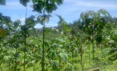 Oportunidad Finca de 15,5 há, Nanegal $ 160.000