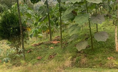Oportunidad Finca de 15,5 há, Nanegal $ 160.000