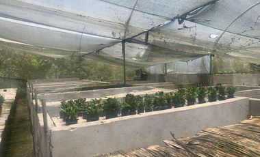 Oportunidad Finca de 15,5 há, Nanegal $ 160.000