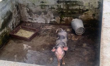 Oportunidad Finca de 15,5 há, Nanegal $ 160.000