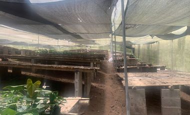 Oportunidad Finca de 15,5 há, Nanegal $ 160.000