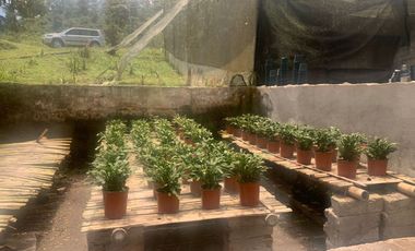 Oportunidad Finca de 15,5 há, Nanegal $ 160.000