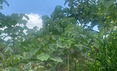 Oportunidad Finca de 15,5 há, Nanegal $ 160.000