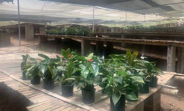 Oportunidad Finca de 15,5 há, Nanegal $ 160.000