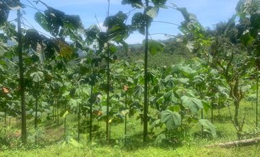 Oportunidad Finca de 15,5 há, Nanegal $ 160.000