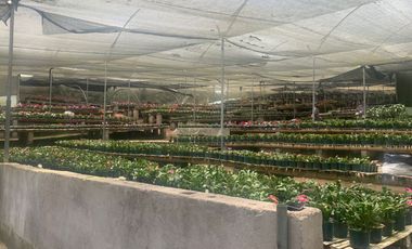 Oportunidad Finca de 15,5 há, Nanegal $ 160.000