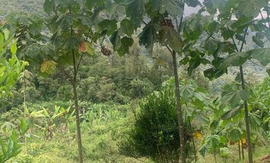 Oportunidad Finca de 15,5 há, Nanegal $ 160.000