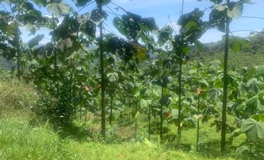 Oportunidad Finca de 15,5 há, Nanegal $ 160.000