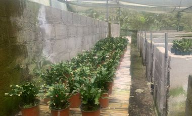 Oportunidad Finca de 15,5 há, Nanegal $ 160.000