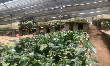 Oportunidad Finca de 15,5 há, Nanegal $ 160.000