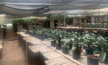 Oportunidad Finca de 15,5 há, Nanegal $ 160.000