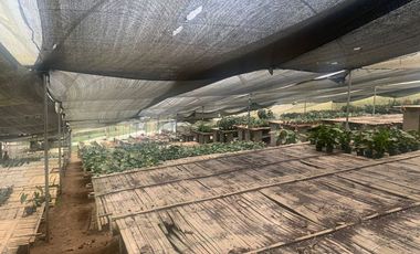 Oportunidad Finca de 15,5 há, Nanegal $ 160.000